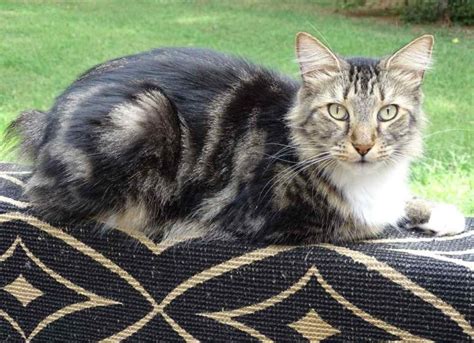 American Bobtail Cat Breed Size Appearance And Personality