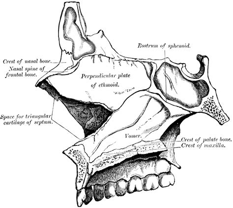 nasal fossae clipart etc 6432 the best porn website