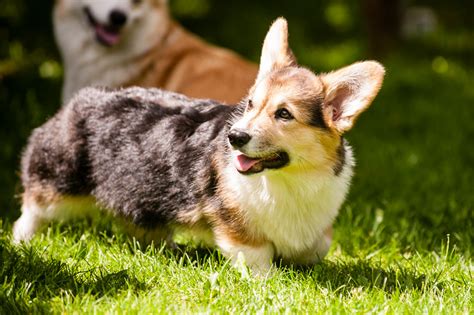 Corgi Puppies In July Daniel Stockman Flickr