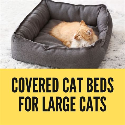 Covered Cat Beds For Large Cats Buying Guide Birman Cats Guide