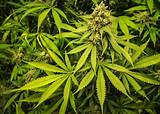 Pictures of Weed Pot Marijuana