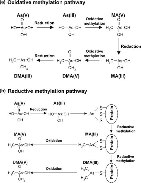 Hypothesized Oxidative A And Reductive B Methylation Pathways Of
