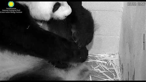 Giant Panda Mei Xiang Gives Birth Smithsonians National Zoo