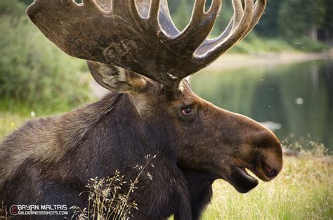 Bull Moose Portrait Colorado
