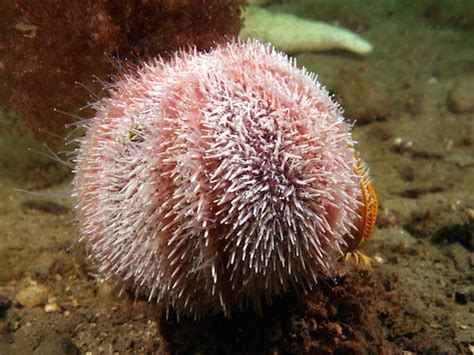 Common Sea Urchin Coast