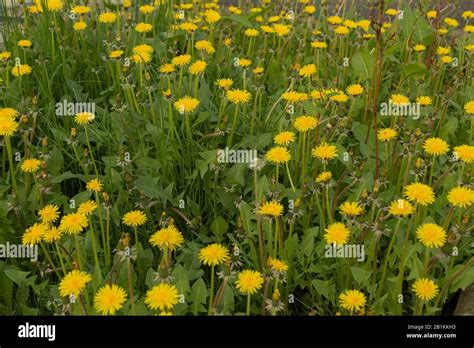 Flowery Field Of Dandelion Stock Photo Alamy