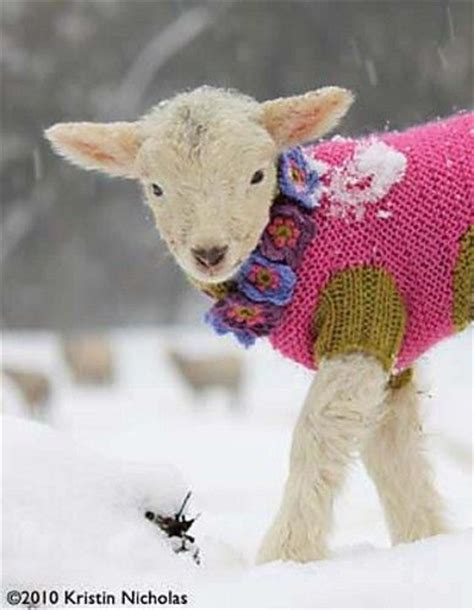 14 Cute Animals Dressed Up In Their Winter Best Lifestyle