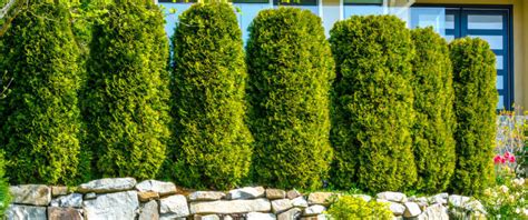 Plants might offer just the privacy you need. Best Privacy Plants | Plants & Trees for Privacy From ...