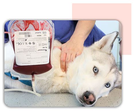 Blood Transfusion In Animals Max Vets