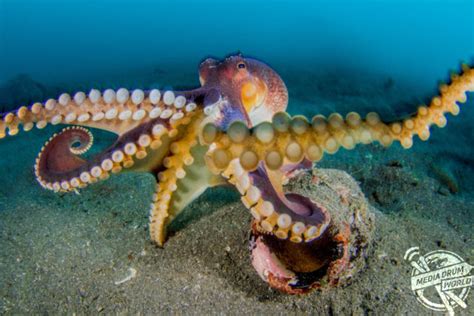 Beautiful Underwater Photos Show Octopuses On The Floor Of The Pacific