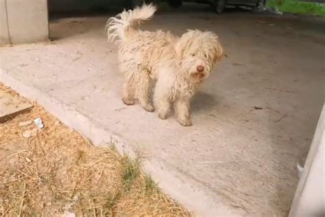 Dieser Hund Wartete Ein Jahr An Derselben Stelle Vergeblich Auf Hilfe