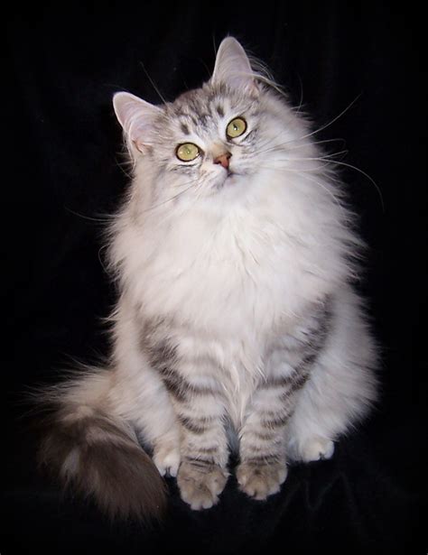 Longhaired russian cats have been around for many hundreds of years. Siberian Cat Cat Breeders Websites - KittySites.Com