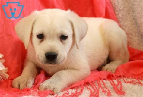 Beautiful pure fox red labrador puppies for sale. Luther | Labrador Retriever - English Cream Puppy For Sale ...