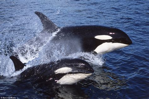 Among the southern resident orcas, the youngest. Dances with whales: Stunning pictures of the synchronised ...