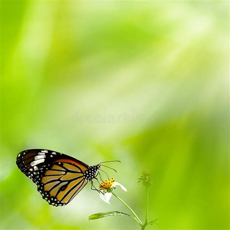 Farfalla Vibrante Su In Bianco E Nero Fotografia Stock Immagine Di