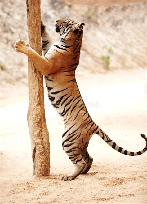 315 Tiger Standing Up Stock Photos Free And Royalty Free Stock Photos