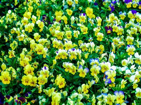 Flower Garden Free Stock Photo Public Domain Pictures