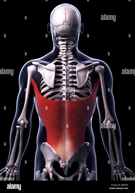 Latissimus Dorsi Back Muscles 3d Medical Vector Illus