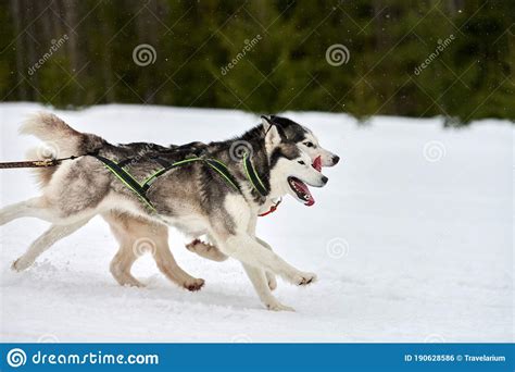 Running Husky Dog On Sled Dog Racing Stock Photo Image Of Running