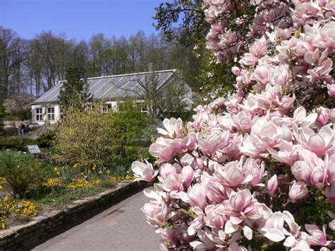 Aeonium dodrantale in botanischer garten muenster (1).jpg. EGHN - Botanischer Garten und Schlossgarten Münster