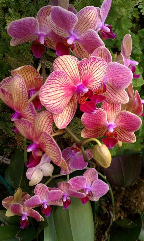 17 Best Images About Flowers [orchids] On Pinterest Orchid Flowers Purple Orchids And Flower