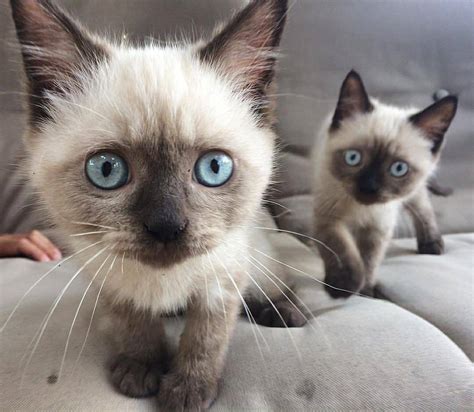 Find siameses kittens & cats for sale uk at the uk's largest independent free classifieds site. Buy Siamese Kitten Online | Siamese Kitten For Sale Online
