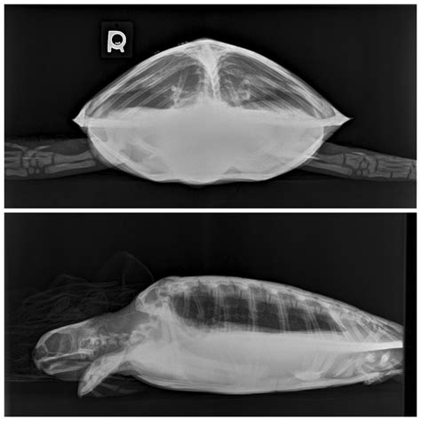 X Rays Of Sea Turtle Patient Grace Read About Grace Here