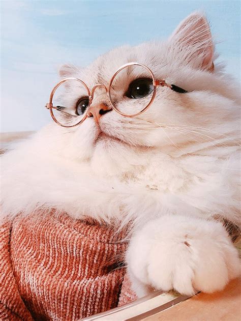 1pc Round Lens Cat Sunglasses In 2021 Cute Cat Wallpaper Cat
