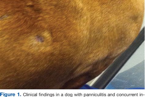 Pdf Panniculitis And Concurrent Inflammatory Bowel Disease In A Dog