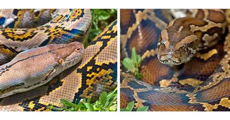 Ginormous Florida Python Tops 200 Pounds And Over 20 Feet Long Cbs Miami