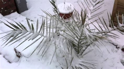 Palm Trees In Snow Youtube