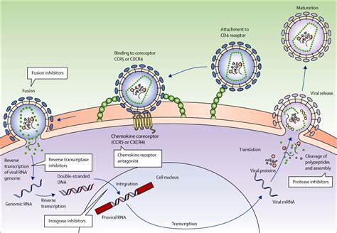 Hiv Infection Epidemiology Pathogenesis Treatment And Prevention The Lancet