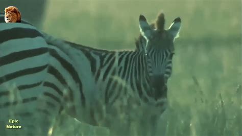 The Great Zebra Exodus Nature Documentary Youtube