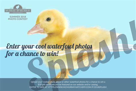 Photo Contest Make A Splash And Win With Your Waterfowl Photos