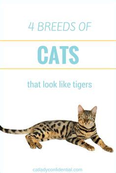 Cats That Look Like Tigers Ideas Cats Crazy Cats Domestic Cat