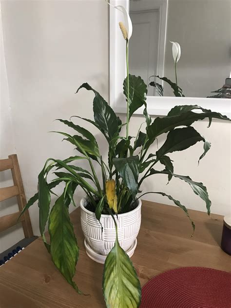 Although many varieties of lilies are dangerous only to cats, the beautiful peace lily is poisonous to both cats and dogs. Save my dying peace lily! : plantclinic