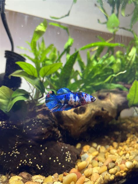 If you’re looking for a tank on a budget, Petco has tanks for 50% today