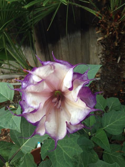 Purple Moonflower California Moon Flower Plants Flowers