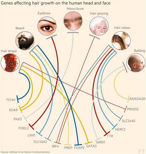 A Diagram Showing The Different Types Of Hair And How They Are Used To