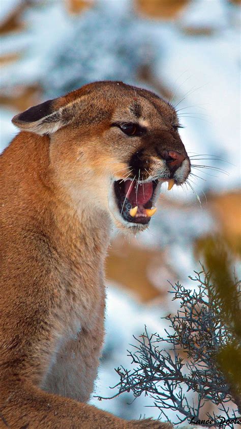 Man Involved In Mountain Lion Maiming Scheme Admits Guilt Craig Daily