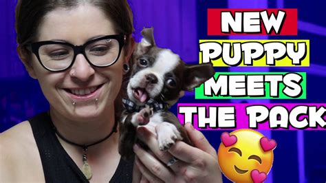 New Boston Terrier Puppy Meets The Pack Youtube