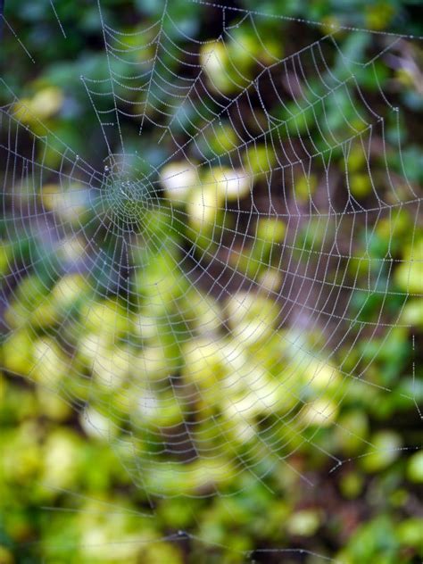 Free Images Tree Nature Dew Sunlight Morning Texture Spiderweb