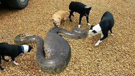 Animals World Dog Vs Anaconda Snake Python Real Fight Animal