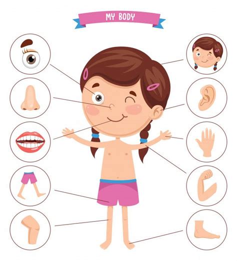 Vector Illustration Of Human Body Corpo Humano Para Crianças
