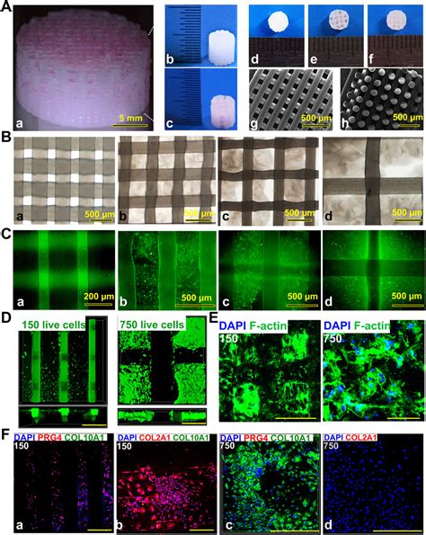 3d Bioprinting Dual Factor Releasing And Gradient Structured Constructs