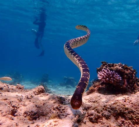 Scott And Seringapatam Reef Sea Snakes Nat Hill