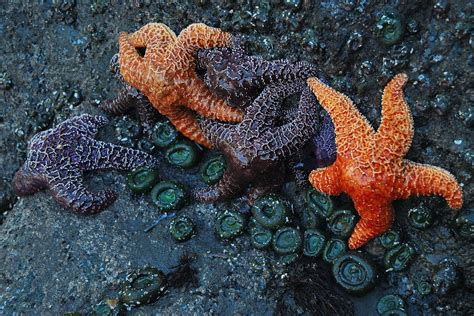 Constellation Of Starfish Olympic National Park Washington Flickr