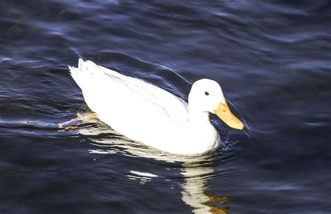 White Duck In The Water Image Free Stock Photo Public Domain Photo