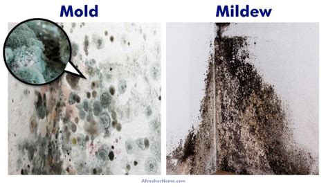 How to identify and get rid of mold on walls. How To Identify Black Mold On Drywall - Paulbabbitt.com
