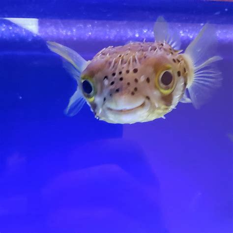 This Smiling Puffer Fish At My Kids School Raww